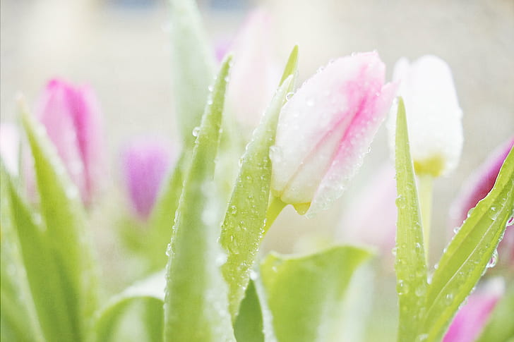 depth of grass photography of white Tulip, Fresh, Flower, Tulips, HD wallpaper