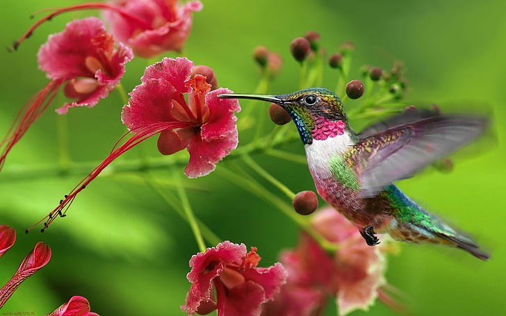 Hummingbird flowers flying, HD wallpaper