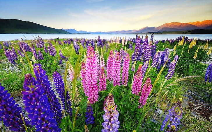 Lupinus Flowers In Various Colors, Desktop Background Hd Lake Tekapo, New Zealand