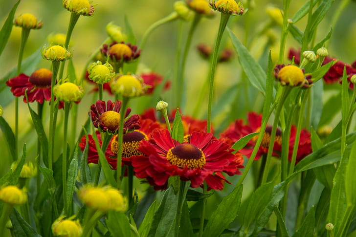 close-up photo of red petaled flowers, Botanic garden, Botaniska trädgården, HD wallpaper