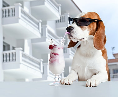 HD wallpaper: basset hound | Wallpaper Flare