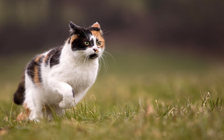 white and black tabby cat, animals, running, grass, depth of field, HD wallpaper
