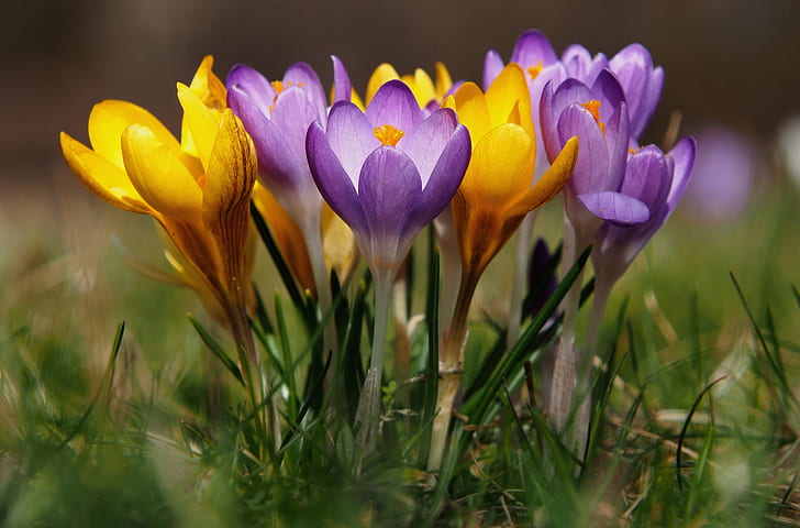 spring, crocuses, bokeh, saffron, HD wallpaper