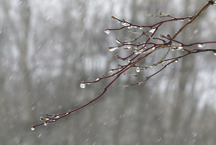 close-up photo of rain droplets on tree branches, spring  snow