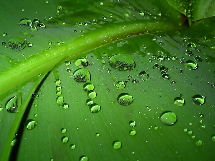 water dew on green leaf wallpaper, drops, moisture, surface, nature, HD wallpaper