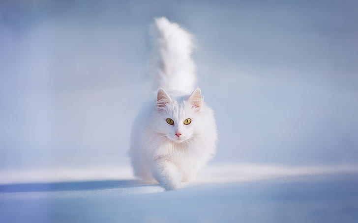 White fluffy cat, yellow eyes, snow, winter