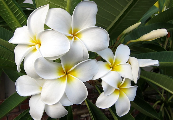 white and yellow frangipani flower, plumeria, blossom, leaf, exotic, HD wallpaper