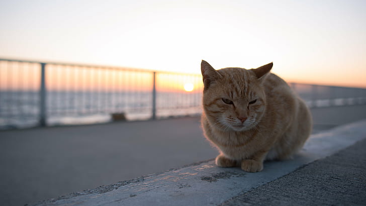 orange Tabby cat during golden time, cats, cats, magic hour, NIKON  D750