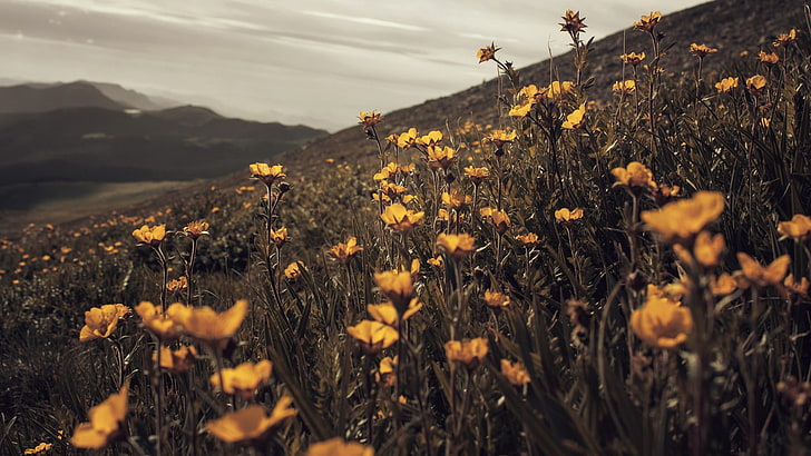 yellow poppy flowers, yellow flower selective-focus photo, landscape