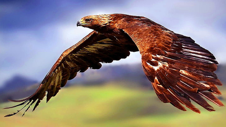 flying, falcon, air, wildlife, bird, HD wallpaper