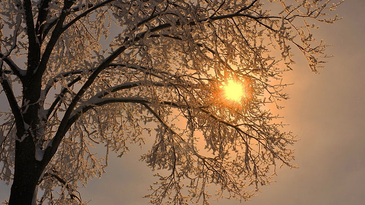 nature, trees, branch, winter, snow, frost, Sun, sky, plant, HD wallpaper