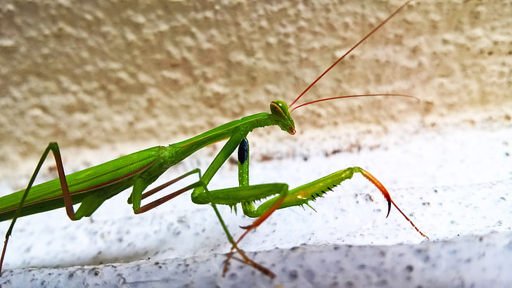 animal eyes, Praying Mantis, green color, close-up, focus on foreground, HD wallpaper