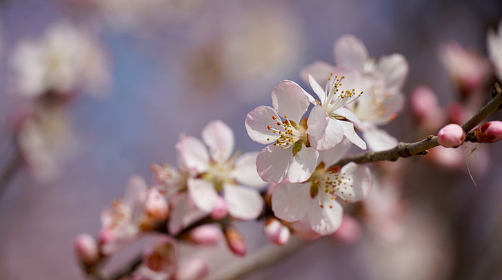 Peach Blossom 5K, Seasons, Spring, Flowers, Macro, 花, flowering plant