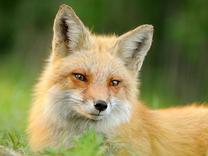 HD wallpaper: brown fox, summer, grass, face, animal, wool, red, red Fox,  mammal | Wallpaper Flare
