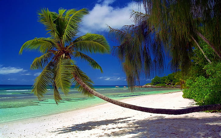 Nature, Landscape, Beach, Palm Trees, Sea, Island, Tropical, Seychelles, Summer, Vacations