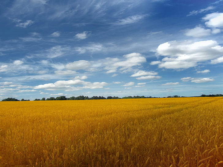 landscape, nature, wheat, field, summer, HD wallpaper