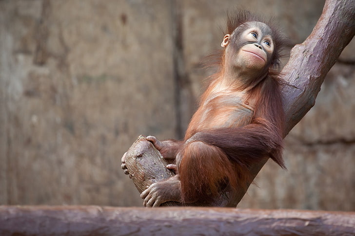 brown monkey, orangutan, tree, primate, animal, mammal, ape, wildlife, HD wallpaper