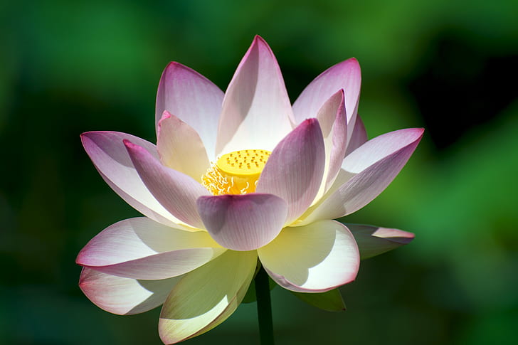 closed up photo of white and pink Lotus flower, lotus blossom, lotus blossom, HD wallpaper