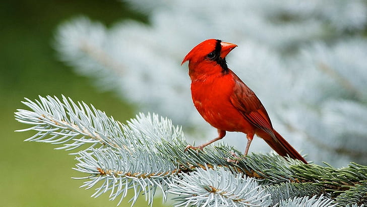 animals, birds, Cardinals, red