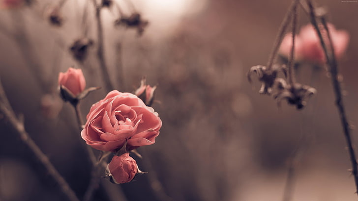 rose, blurry, flower, HD wallpaper
