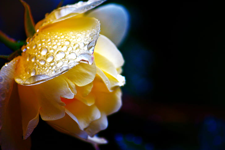 yellow petaled flower, rose, rose, nature, close-up, macro, plant