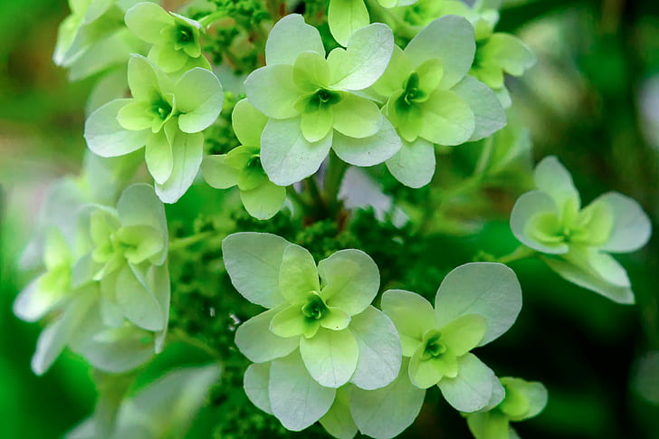 bokeh shot of green flowers, hydrangea quercifolia, hydrangea quercifolia, HD wallpaper