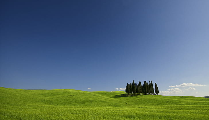 pine trees planted in middle of grass field during daytimre, val d'orcia, val d'orcia