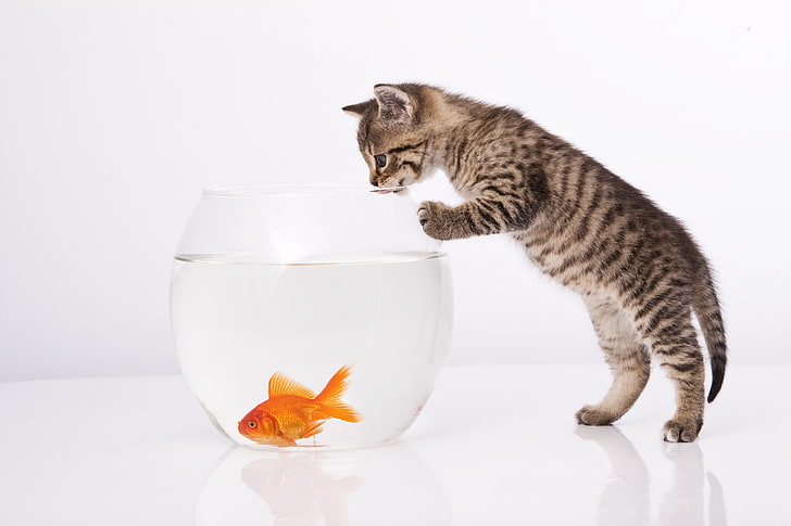 silver tabby kitten, cat, aquarium, goldfish, white background