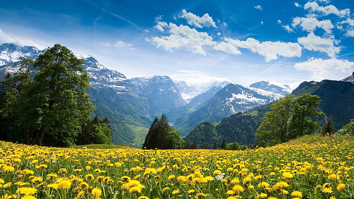 dandelion flower field, mountains, beauty in nature, plant, scenics - nature