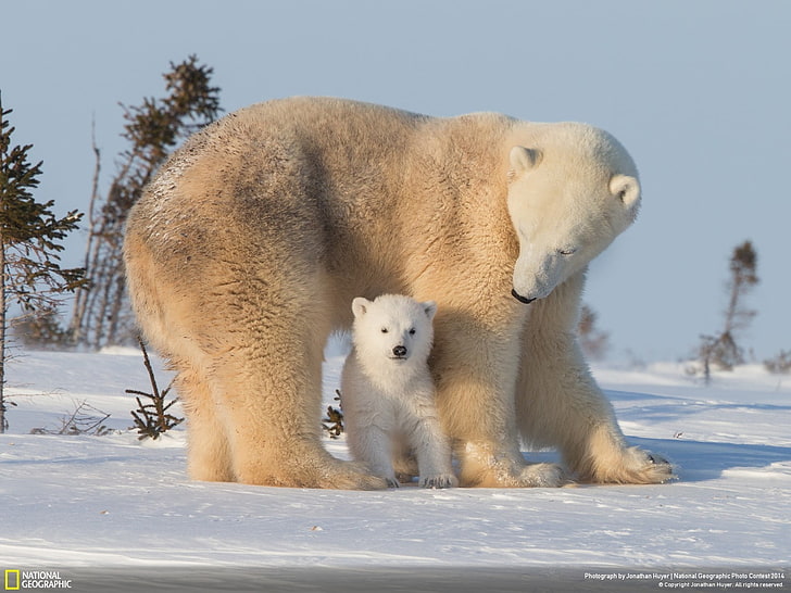 white Polar bear, polar bears, animals, snow, baby animals, National Geographic, HD wallpaper