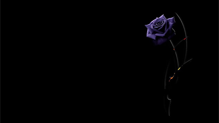 Hd Wallpaper Flowers Black Purple Flower Rose Flare - Black Flower Wallpaper 4k