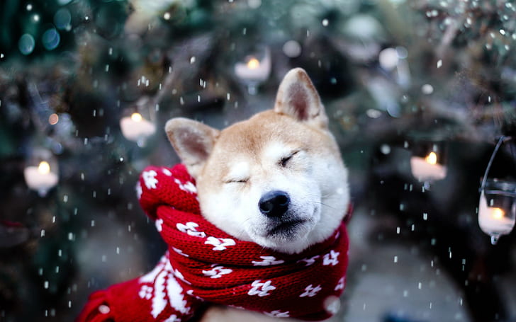 dog, akita inu, scarf, squint, snow
