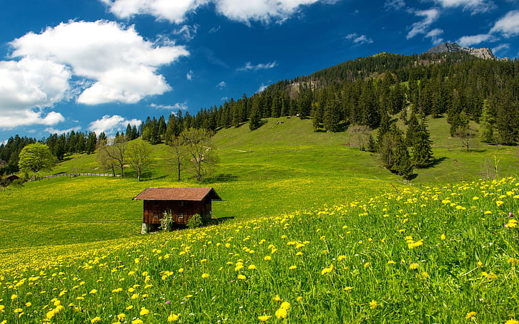 Pasture, Bavarian Alps, Germany, grass, green field, flowers, HD wallpaper