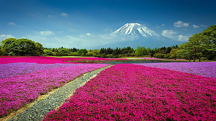japanese, volcano, spring, flower field, flowery, landscape, HD wallpaper