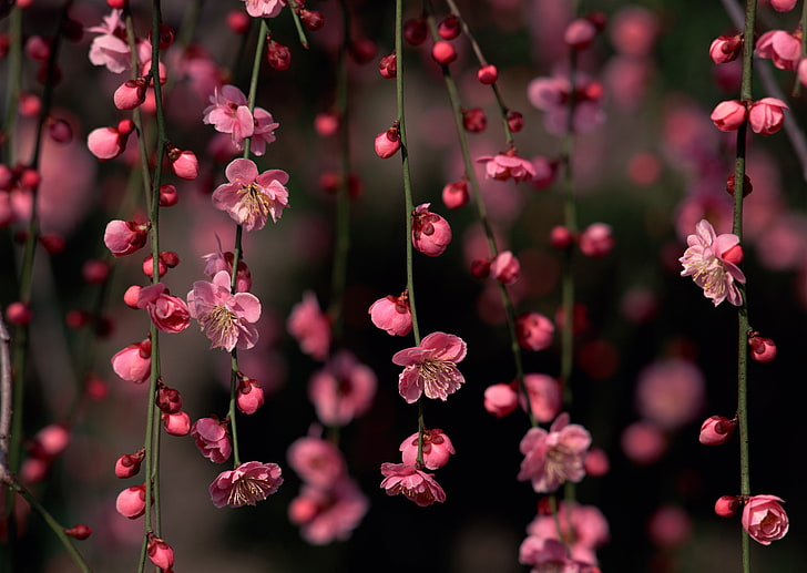 pink cherry blossoms, flowers, branches, Sakura, buds, nature, HD wallpaper
