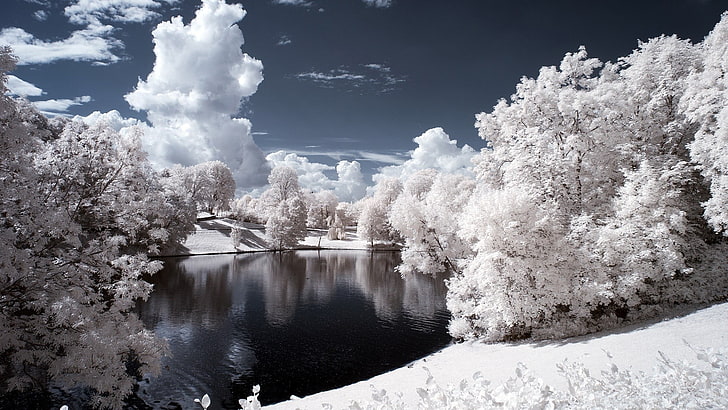 white forest near body of water, simple background, lake, pond