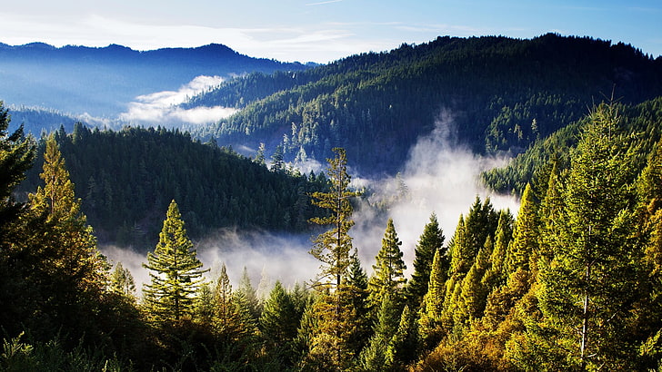 pine trees an green mountain, forest, mountains, landscape, mist