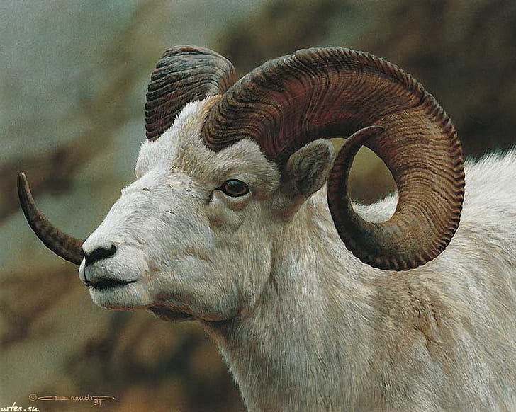 billy goat animal Billy horns painting white HD, animals, HD wallpaper