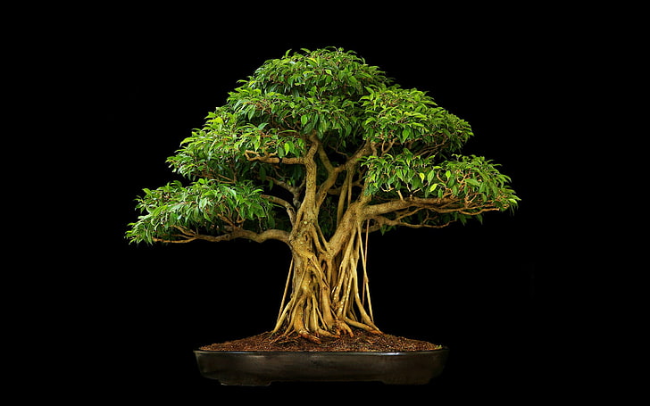 HD wallpaper: bonsai | Wallpaper Flare