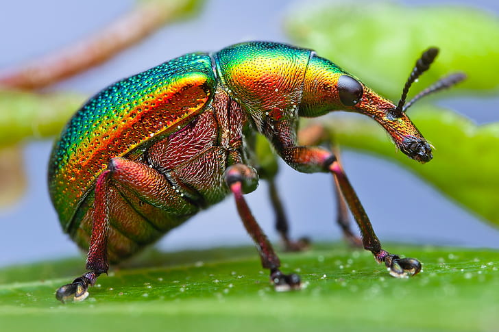 Insect Beetle, Macro, weevil, paint, HD wallpaper