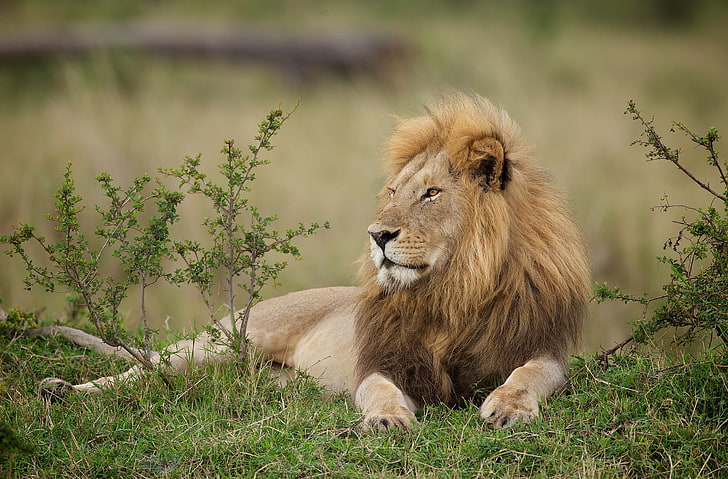 HD wallpaper: brown lion, Leo, mane, the king of beasts, animal themes,  animal wildlife | Wallpaper Flare