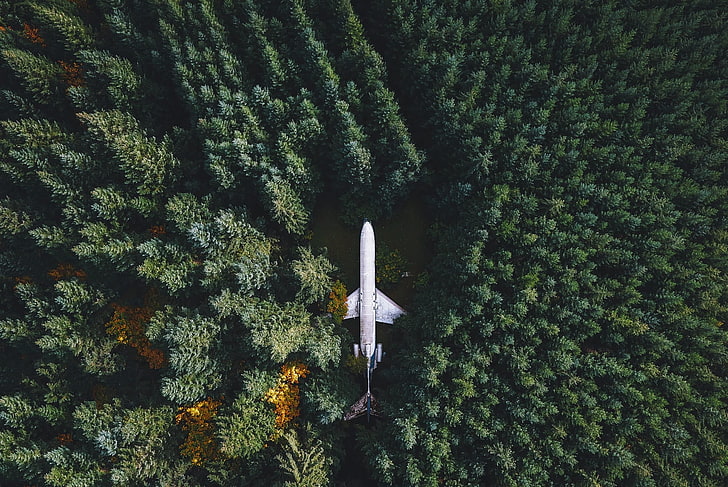 white plane, nature, landscape, airplane, wreck, forest, trees