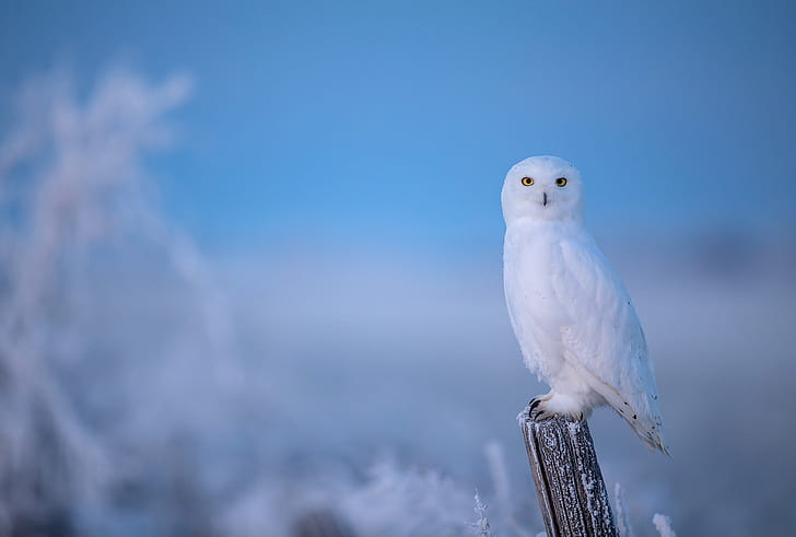 winter, frost, owl, bird, post, blue background, polar, snowy owl