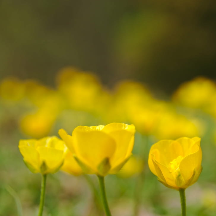 yellow petaled flowers selective focus photography, spring, nature, HD wallpaper