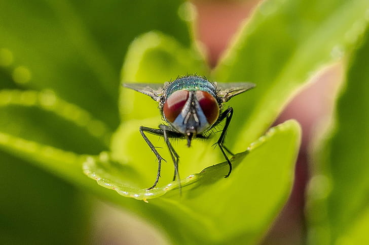 macro photography of bottle fly perching on green leaf, green bottle fly, green bottle fly