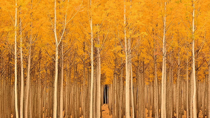 trees, fall, landscape, nature, plant, forest, autumn, yellow, HD wallpaper