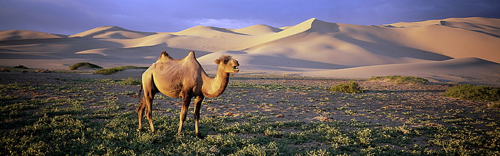 nature, animals, wildlife, desert, camels, mammal, landscape
