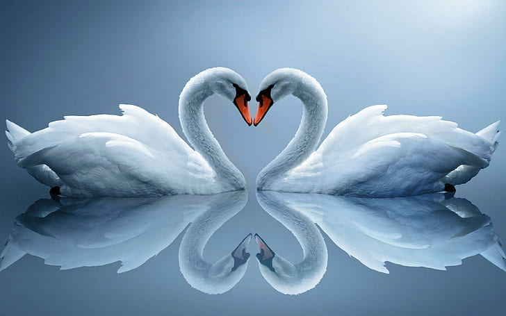 HD wallpaper: Swans necks heart, swan illustration, animals, 2560x1600,  bird | Wallpaper Flare