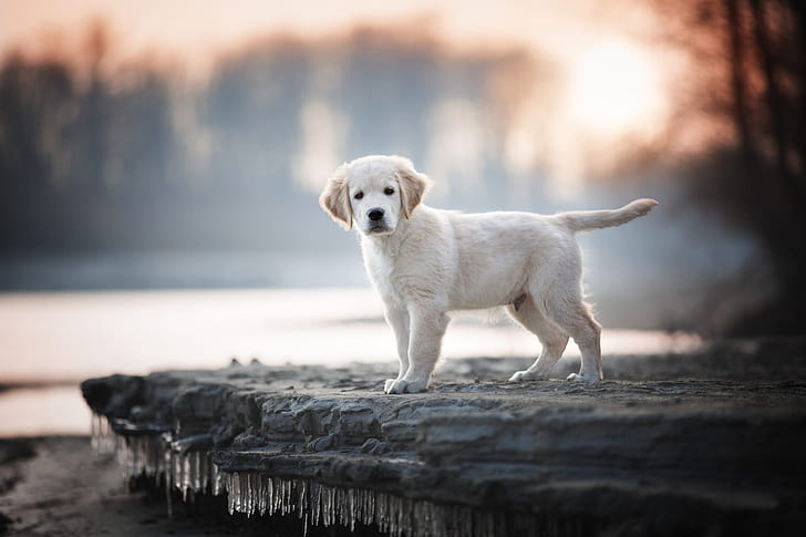 HD wallpaper: Dogs, Labrador Retriever, Baby Animal, Depth Of Field, Pet |  Wallpaper Flare