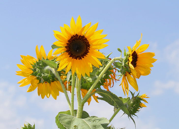 yellow Sunflower, sunflowers, sunflowers, north carolina, richmond county, HD wallpaper